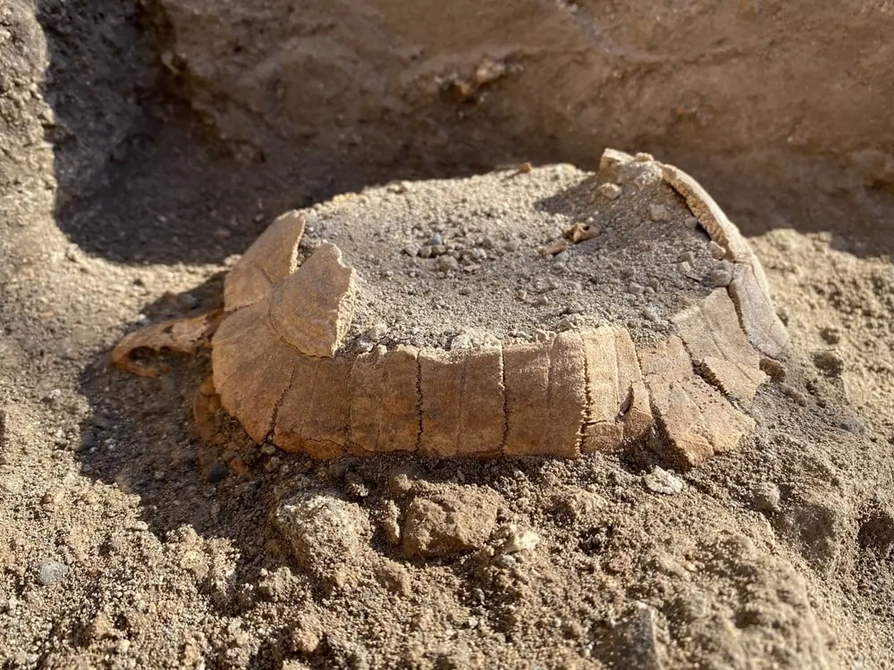 Latest discoveries in Pompeii, the turtle