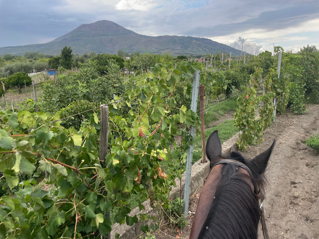 Escursione a cavallo sul Vesuvio