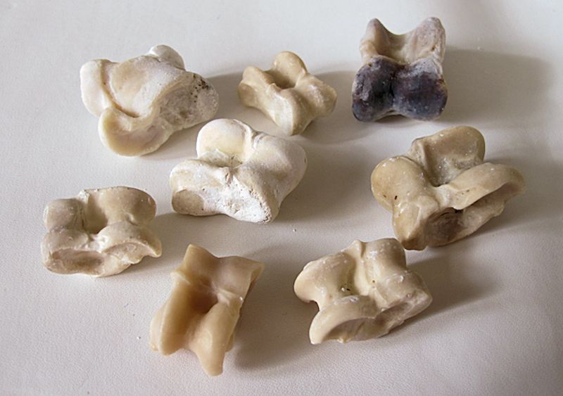 aliossi le ossa degli animali utilizzati al posto dei dadi dai bambini pompeiani